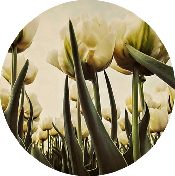 Witte Tulpen in 't Veld van Yvon van der Wijk
