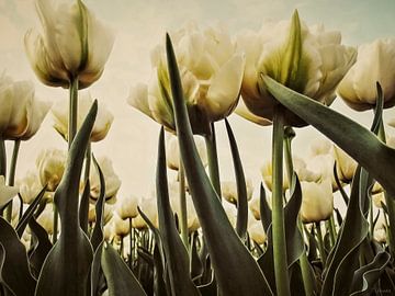 White Tulips in 't Veld by Yvon van der Wijk