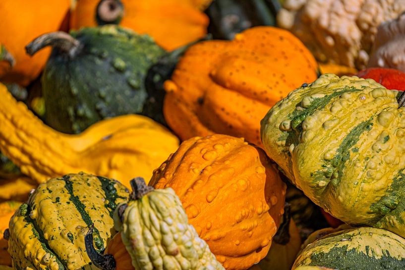 Kürbiszauber im Herbst von Photoart-Naegele
