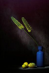 Magisches Stilleben mit gelbem Eremurus und Zitronen.