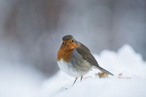 Robin bird