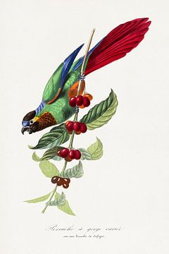 Parakeet bird painting by Paul Gervais, Le Jardin Des Plantes. D