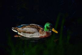 Wild duck by Wilna Thomas