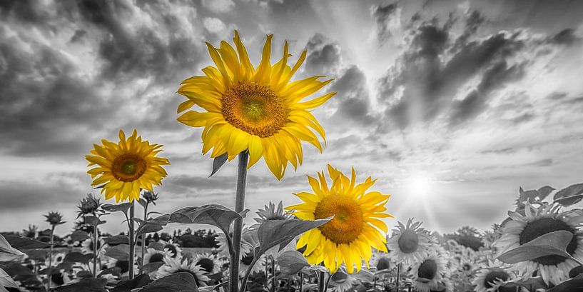 Champ de tournesols au coucher du soleil | Panorama par Melanie Viola