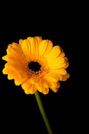Beautiful gerbera by Puck Bertens