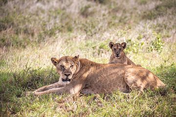 Baby leeuw achter zijn leeuwenmoeder, Kenia Safari van Fotos by Jan Wehnert