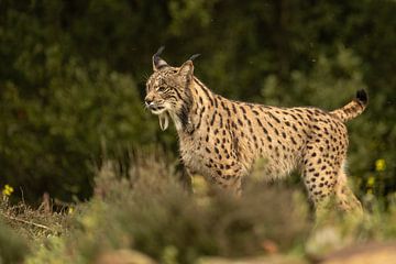 Portret van een Pardel lynx van Sven Scraeyen
