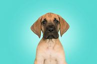 Duitse dog pup portret van Elles Rijsdijk thumbnail