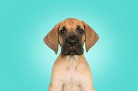 Great Dane pup portrait