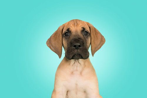 Deutsche Dogge Welpenporträt