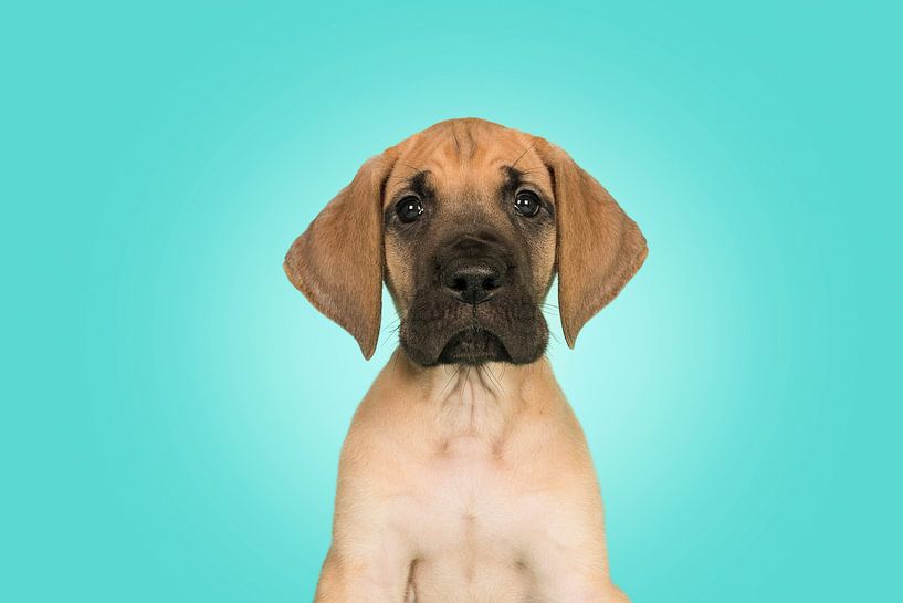 Duitse dog pup portret van Elles Rijsdijk