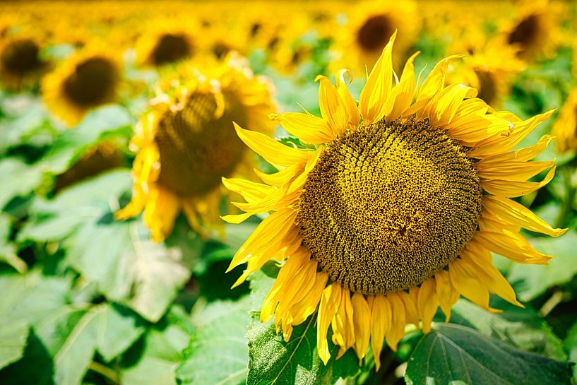 A view of sunflowers in the field by Andreas Völkel