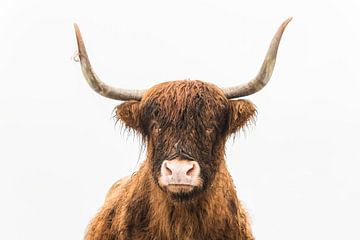 Porträt einer schottischen Hochlandrinderkuh von Sjoerd van der Wal