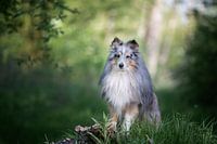 sheltie i the forest