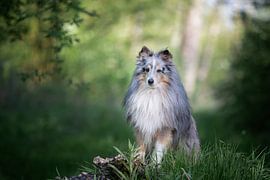 Schutz im Wald von Monique Smit