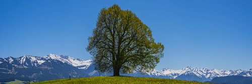 Vredeslinde (Tilia), solitaire boom, op de Wittelsbacher Höhe, 881m, Illertal, Allgäu