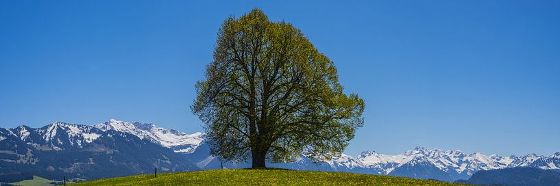 Peace lime tree (Tilia), solitary tree, on the Wittelsbacher Höhe, 881m, Illertal, Allgäu by Walter G. Allgöwer
