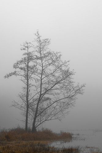Fog