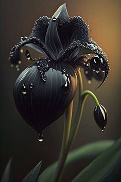 Magnifique orchidée noire sur haroulita