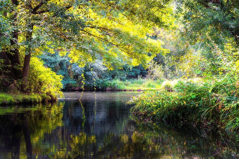 Herfstbos Spree van Tim Lee Williams