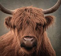 Schottischer Highlander, Porträt in Naturtönen
