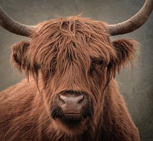 Schottischer Highlander, Porträt in Naturtönen