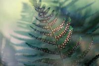 Ferns
