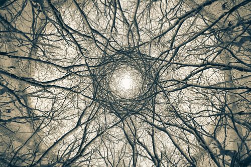 Ein Kaleidoskop aus Bäumen und Ästen von Lucia Leemans