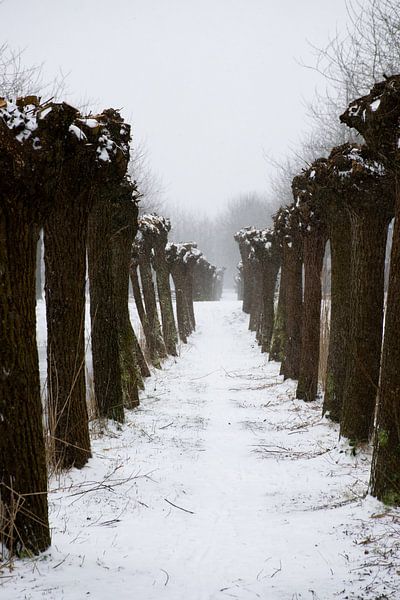 Snow Landscape by Ingrid de Vos - Boom