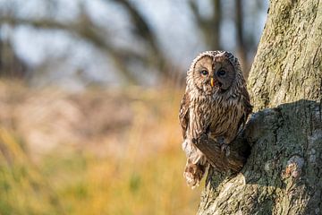Ural Owl by Lisa Dumon