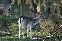 Damhert op de Amsterdamse Waterleidingduinen