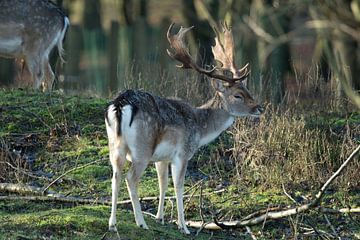 Fallow deer in the Amsterdam Water Supply Dunes by Maurice De Vries