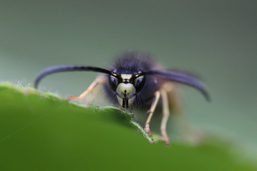Close up/macrop photo of a wasp