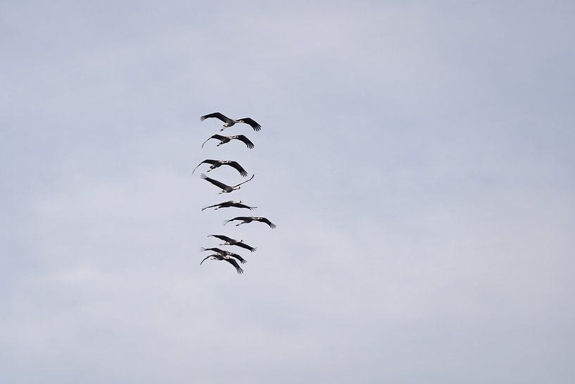 Kraanvogels, gestapeld van Jeroen van Eck