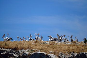 Dat zijn veel pelikanen. van Frank's Awesome Travels