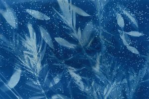 Cyanotype tropical VII, Nancy Green sur Wild Apple