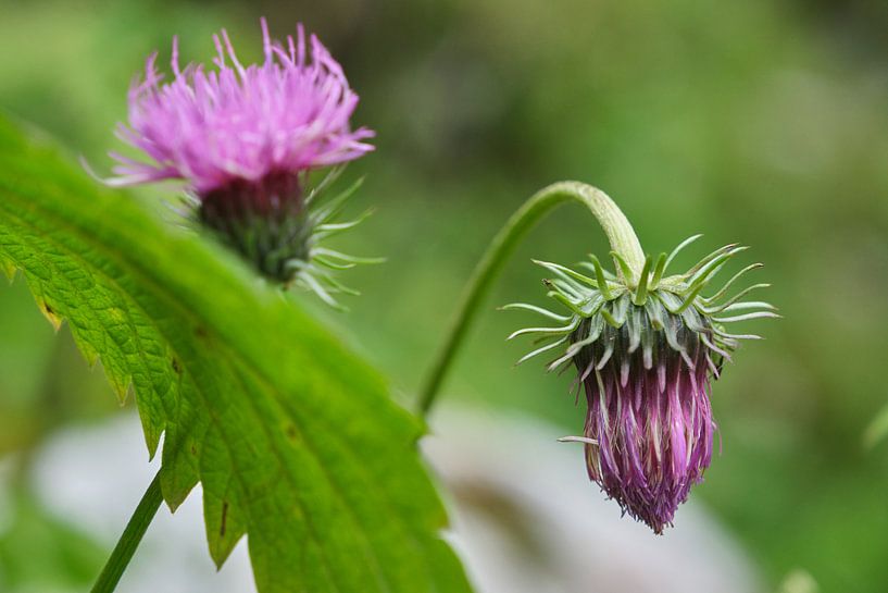 Purple flowers in Austrian mountains by Melissa Peltenburg