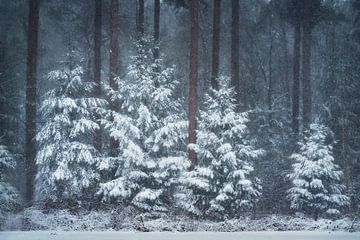 Besneeuwde bomen tussen de hoge dennen | Winter in Nederland van Marijn Alons