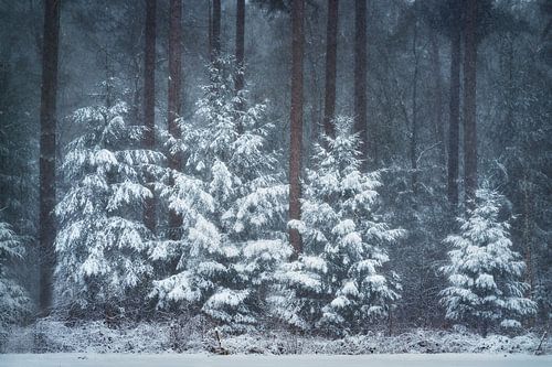 Besneeuwde bomen tussen de hoge dennen | Winter in Nederland