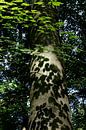 Fotosynthese van Evert Jan Luchies thumbnail