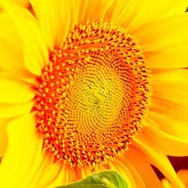 Sonnenblume von Thomas Jäger