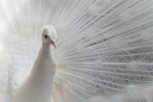 Strahlend weißer Pfau, hell, hell, Schönheit, Schlafzimmer. von Leon Saanen
