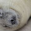 Zeehonden pups van Rinnie Wijnstra