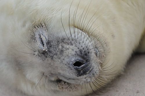 Zeehonden pups