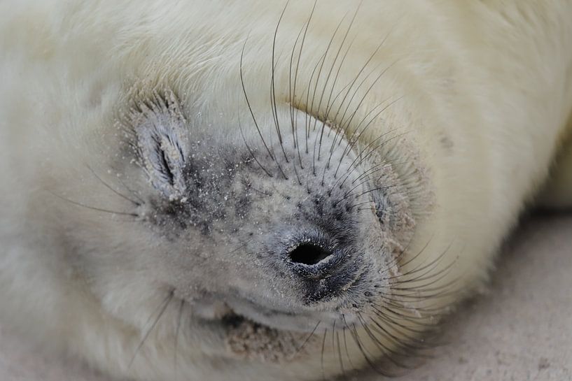 Robbenwelpen von Rinnie Wijnstra (FotoAmeland )