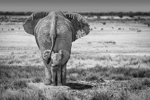 BabyElephant-BW