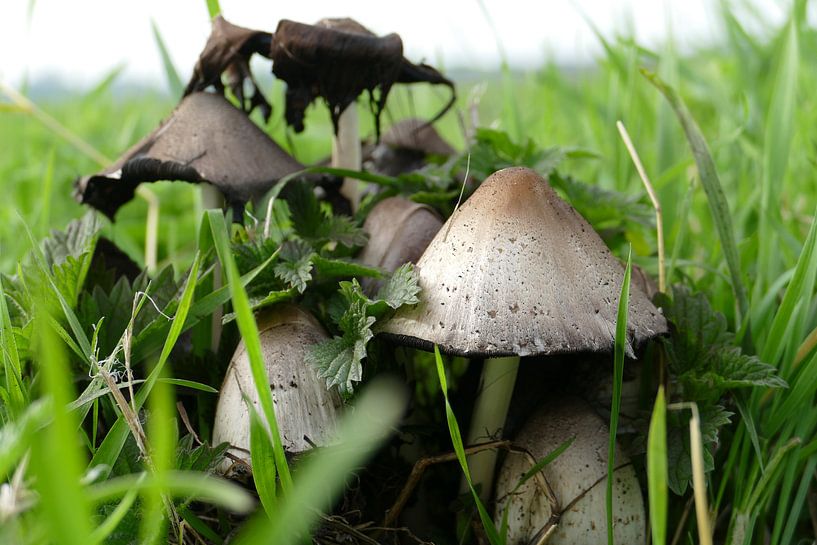 Groupe de champignons par Marieke Luider