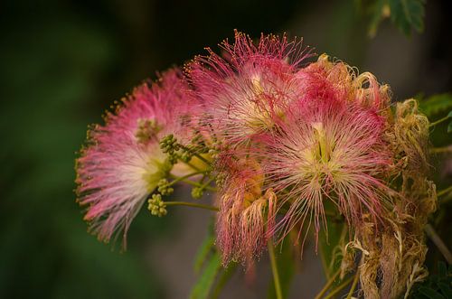 Bloem
