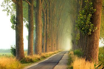 The road to infinity sur Thijs Kupers