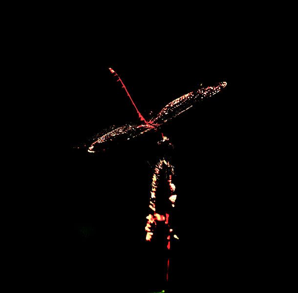 Dragonfly (in low key) by Unieke natuurfoto's
